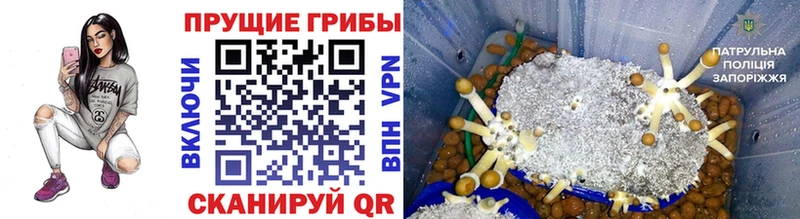 хочу   Комсомольск  Псилоцибиновые грибы мицелий 